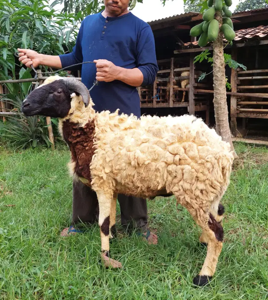 Kambing Etawa, Kambing PE, Kambing Besar