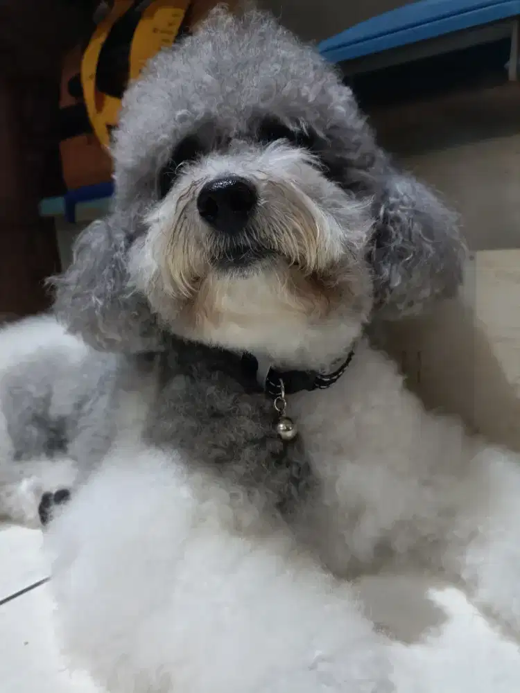 PARTY SILVER TOY POODLE Open pacak