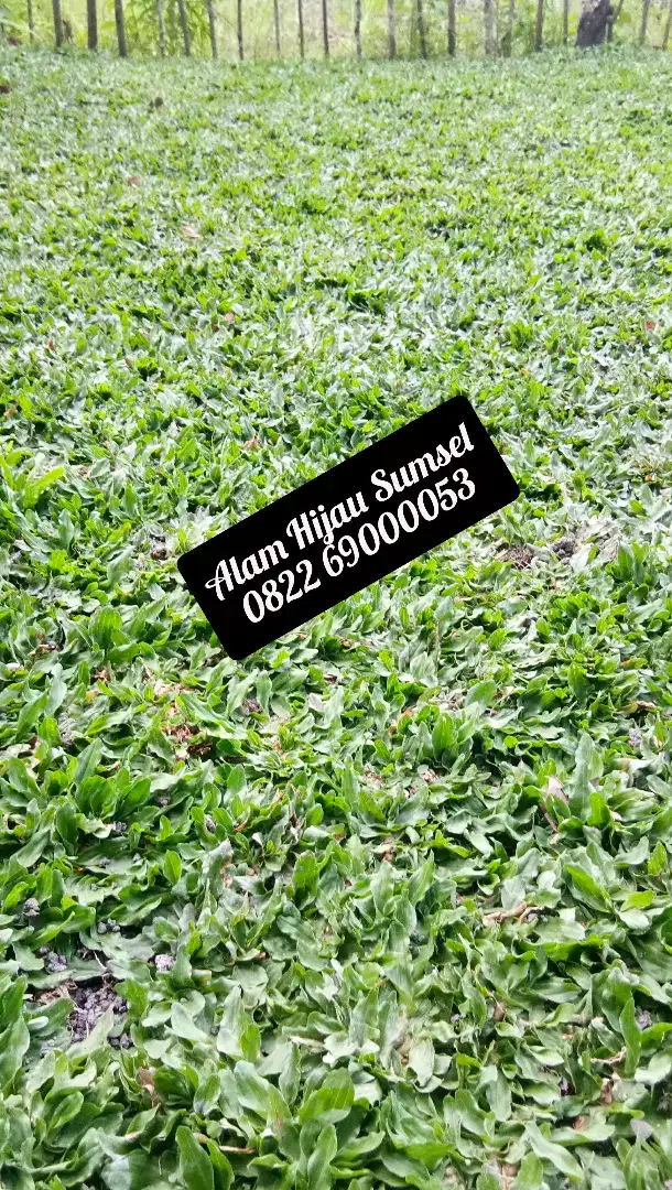 Rumput Varigata dan gajah mini