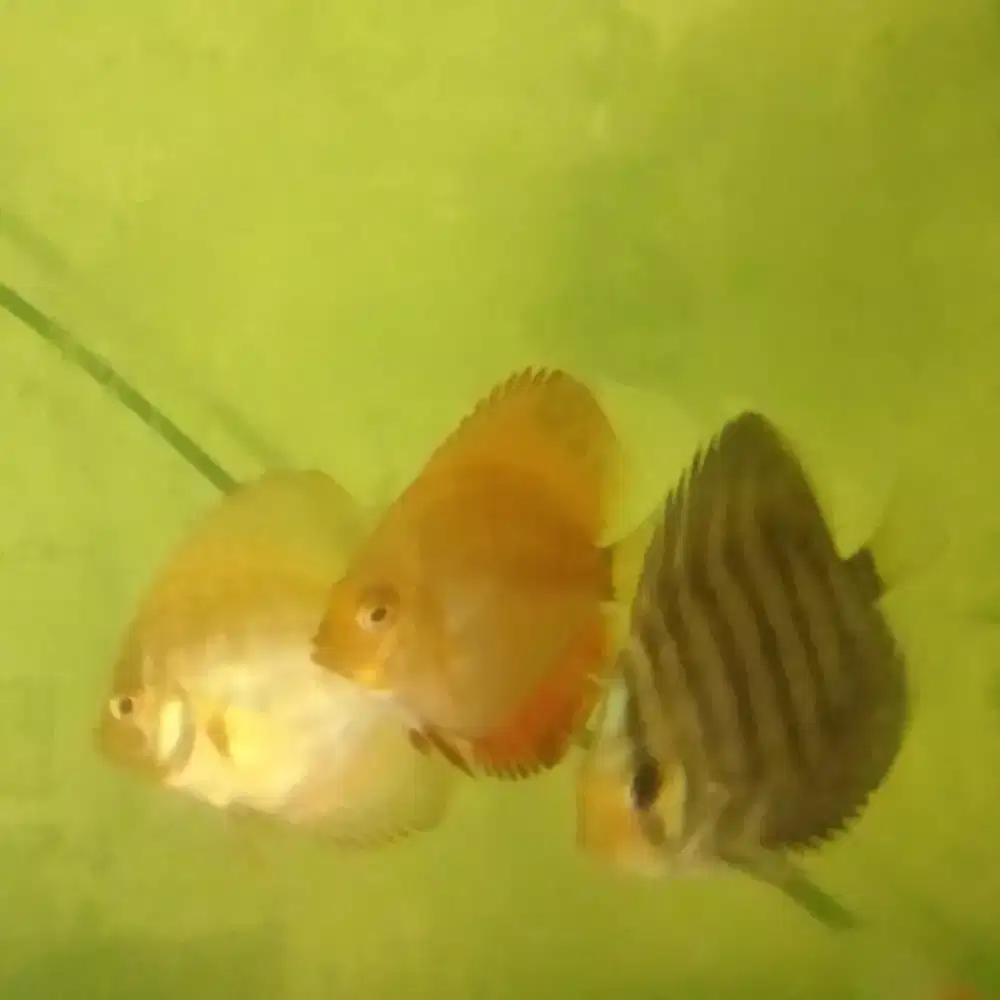 Discus Mozaik Leopard, Red Marlboro, Checkerboard (mix)