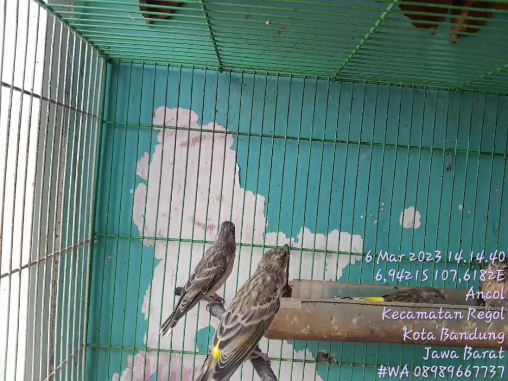 BURUNG ANAKAN BLACKTROUT MURNI INDUKAN SOMBOS X BOSWANA