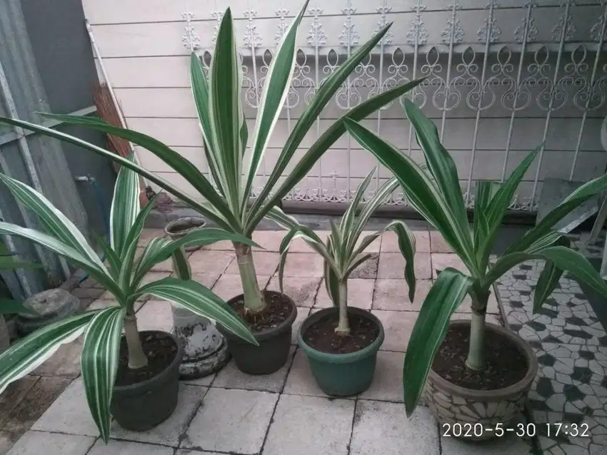 TANAMAN HIAS PANDAN PUTIH BESAR (PANDANUS)