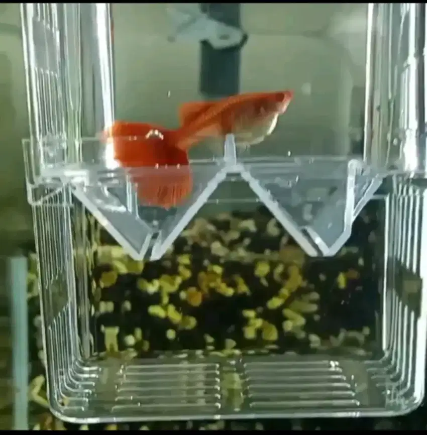 Breending Box Guppy - Molly - Platy