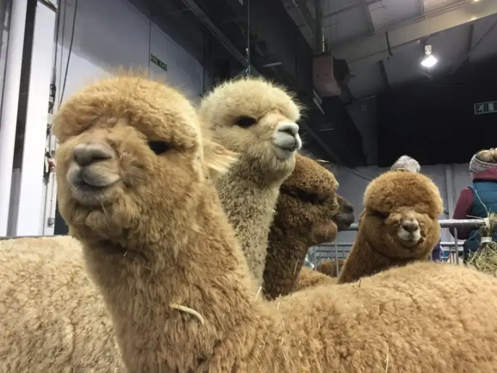 Alpaca hewan Sultan imut gemesin ready banyak