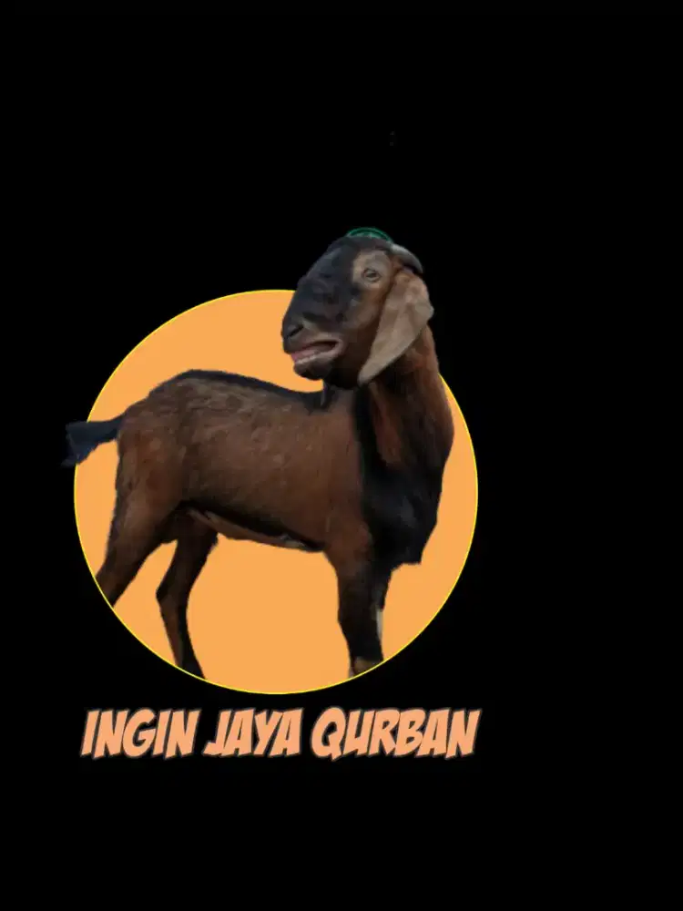 Kambing class/tipe VIP (Besar)