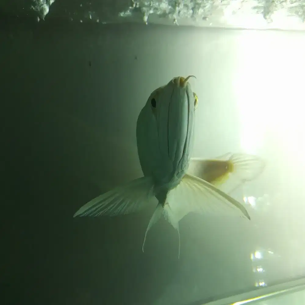 Arwana Silver Albino FullSet Aquarium