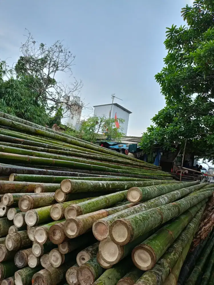 Jual bambu steger 8/9