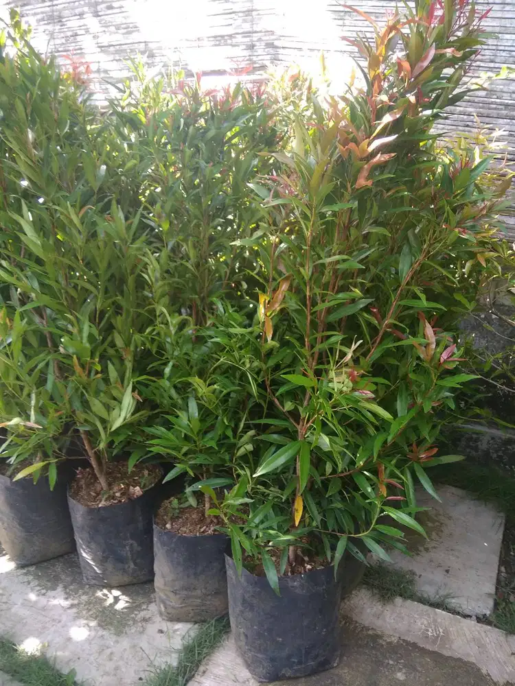 BIBIT POHON PUCUK MERAH