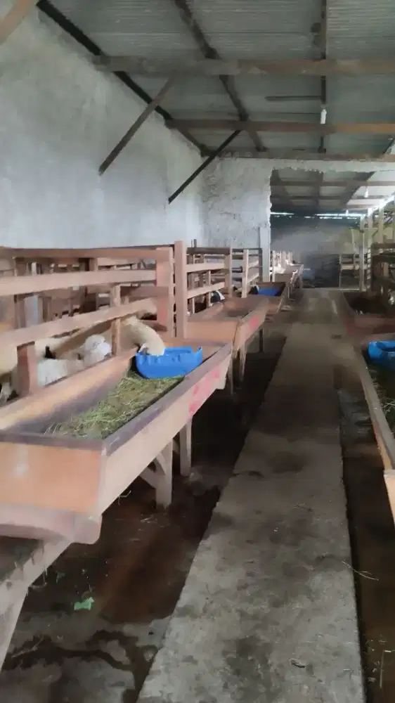 Menyediakan kambing/Domba  free ongkir