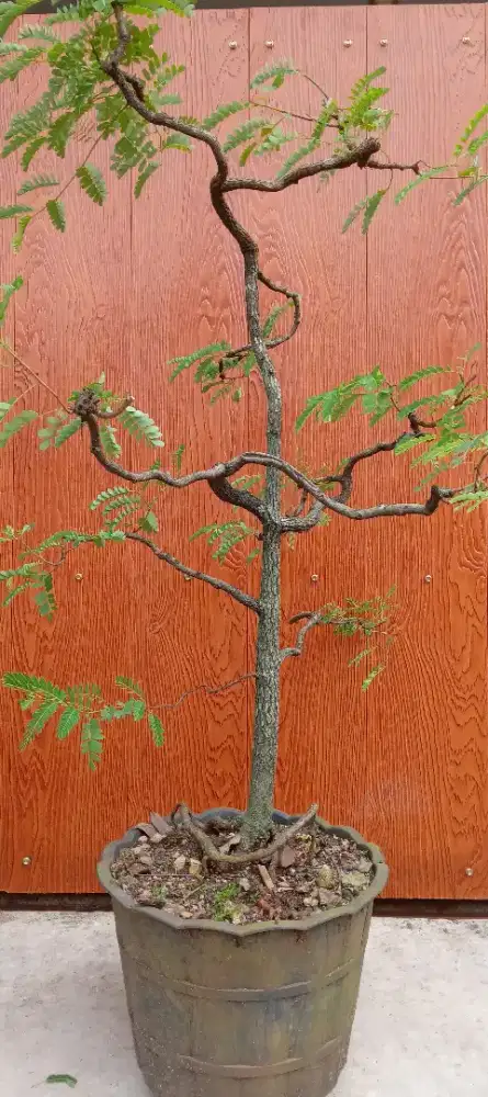 Bonsai tamarindus(asam jawa)