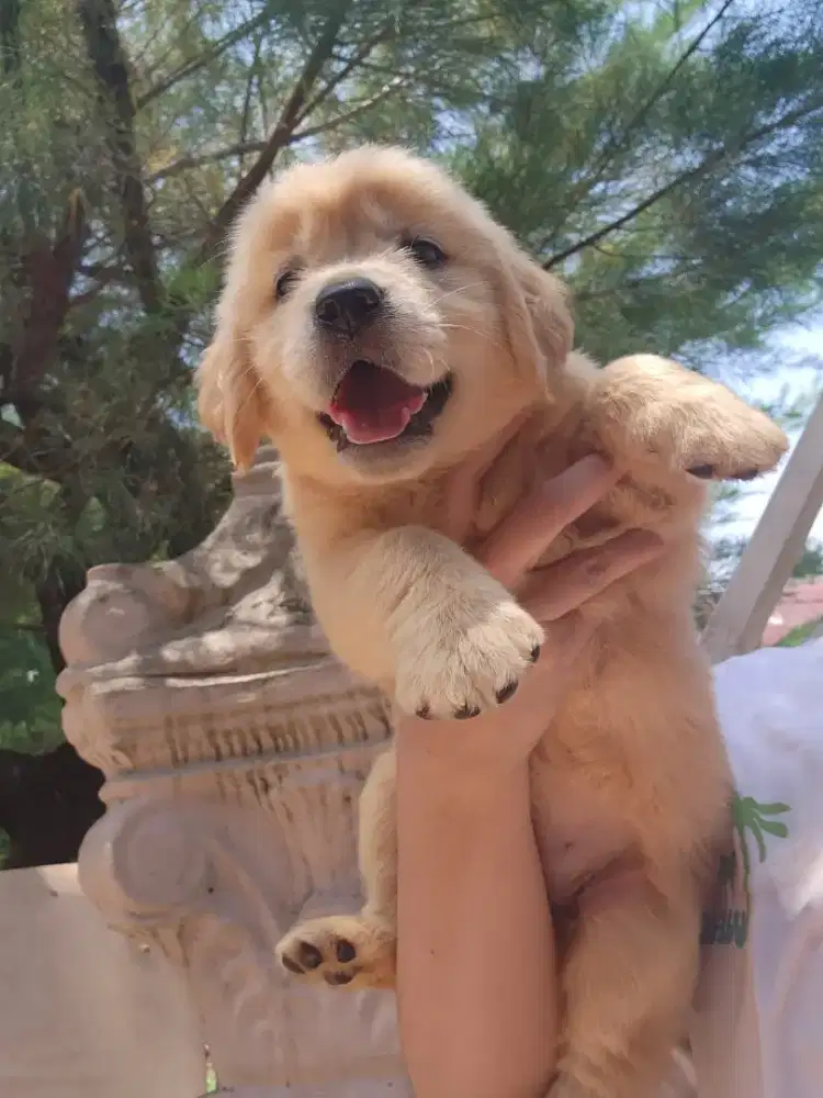 Anakan GOLDEN Retriever Jantan Betina Cakep Murah
