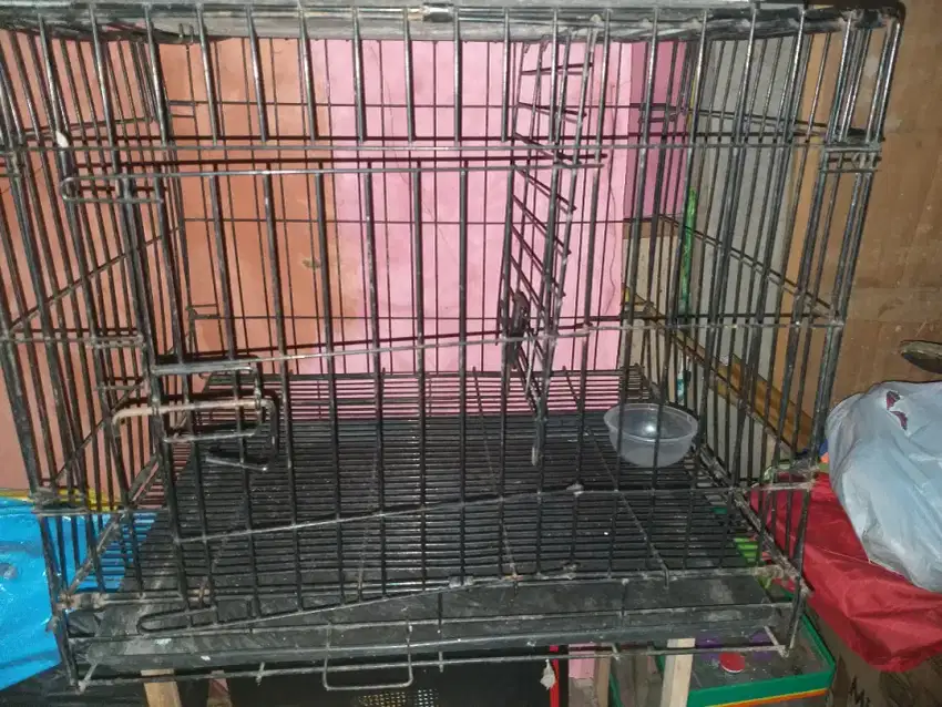 Rumah kucing bagus