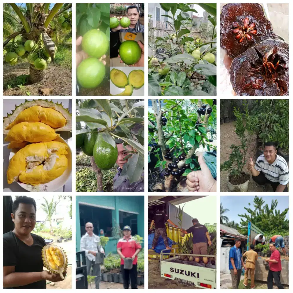 Menyediakan Bibit Buah Tanaman Kayu lokasi Bandar Lampung siap antar