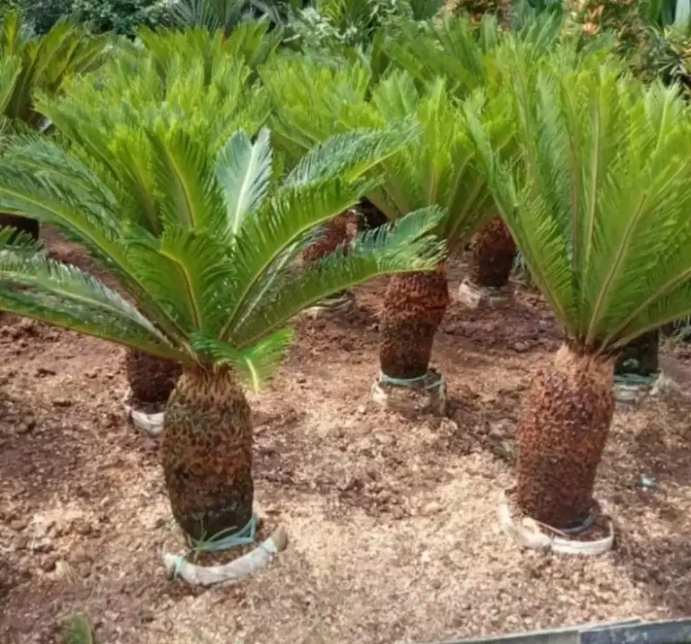 Palem sikas tinggi 1 meter - palem sikas taman