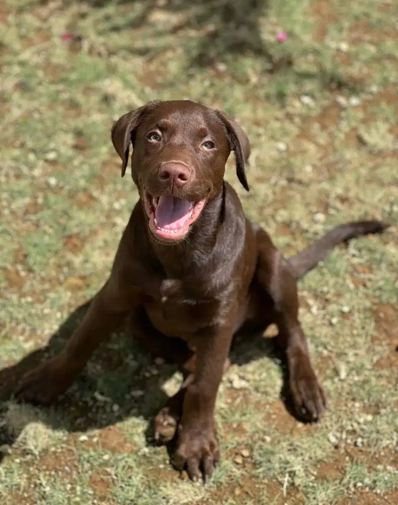 Chocolate labrador puppies