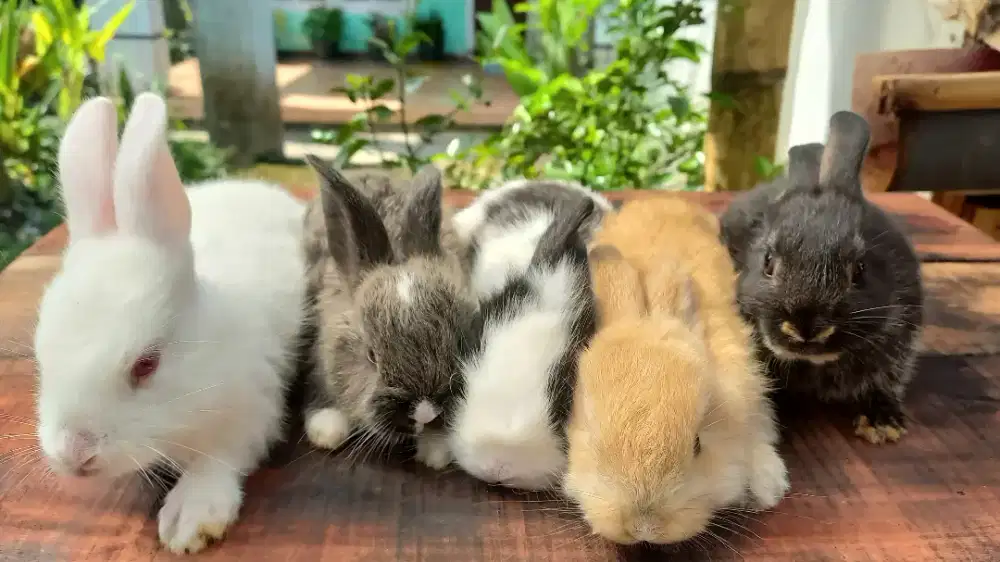 Kelinci lucu siap adopsi 125 / 2 ekor