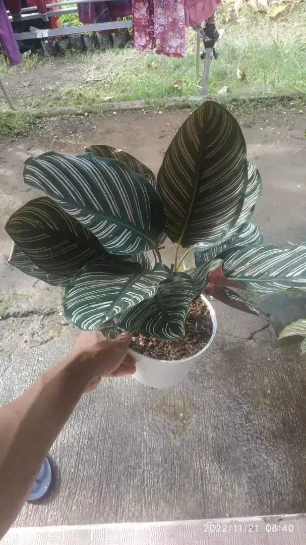 Tanaman Hias Indoor - Calathea