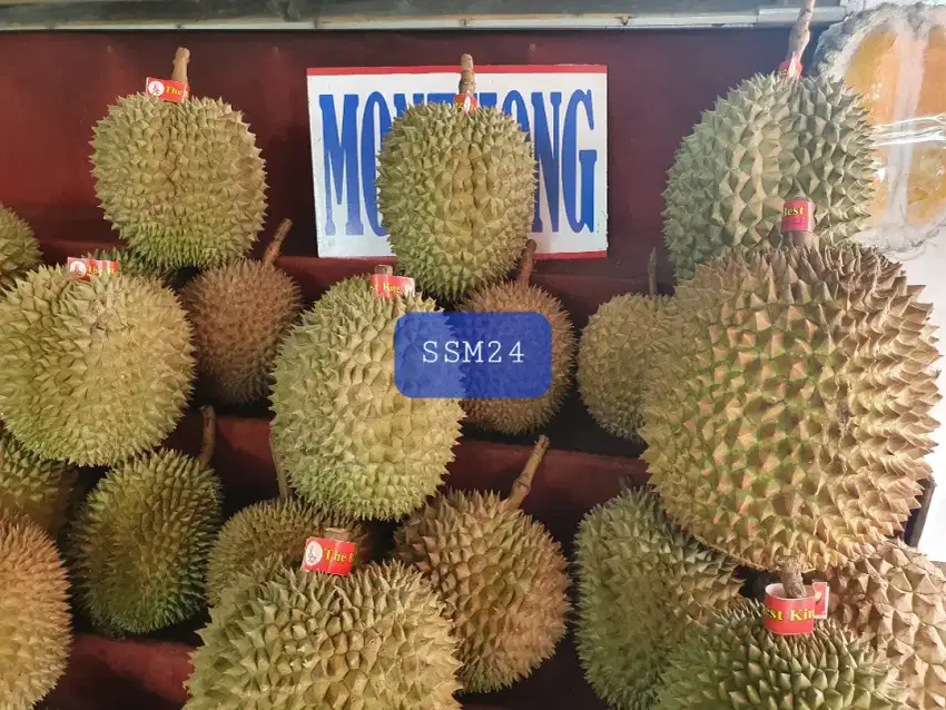 Terlaris Buah Durian Fresh Utuh Bisa Dikirim Indonesia