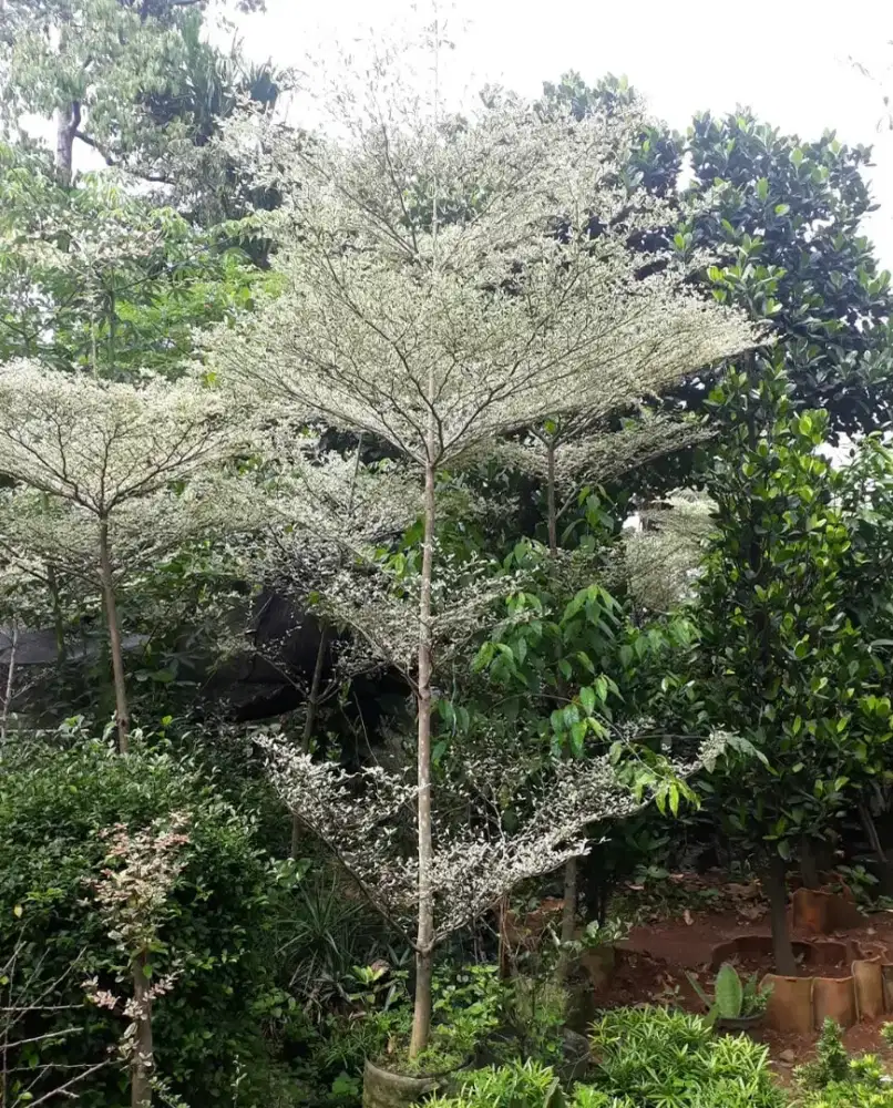 Ketapang kencana varigata