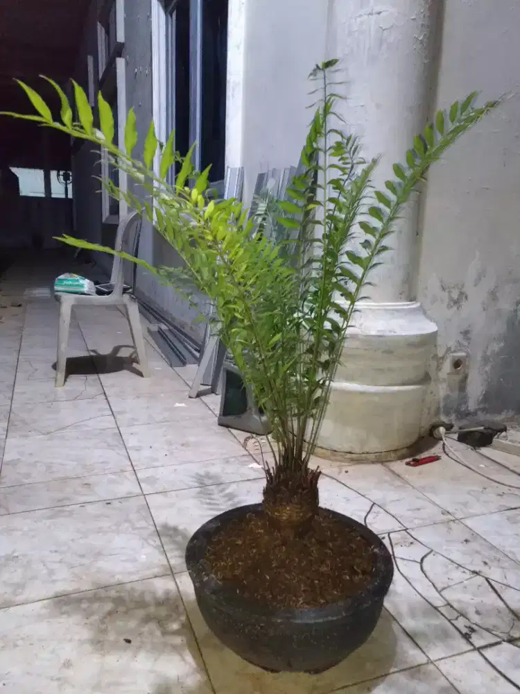 Zamia Ficheries langka