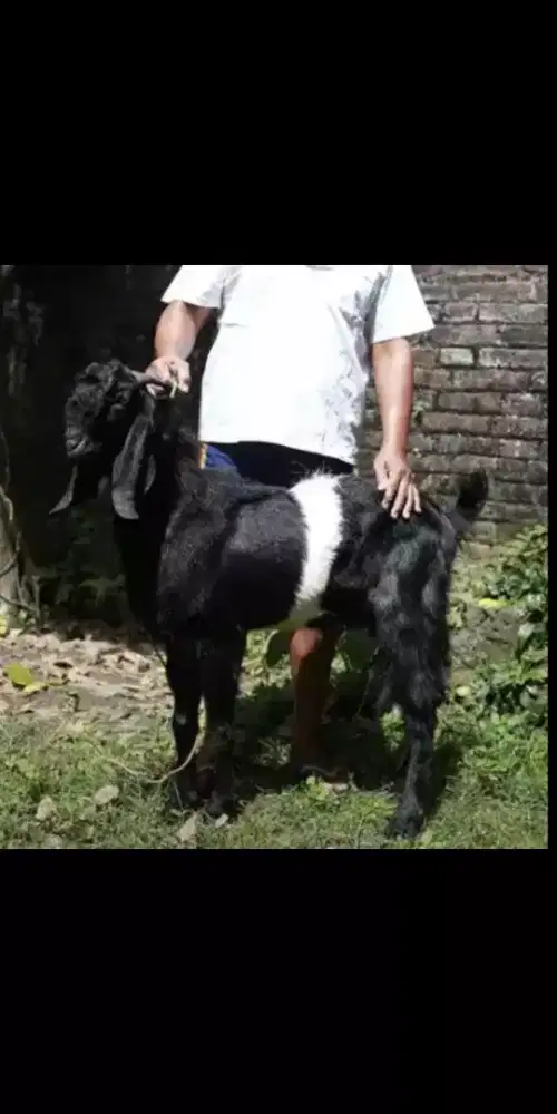 Kambing qurban jogja