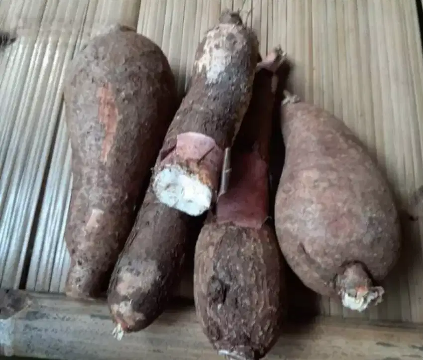 Singkong sapi kuru