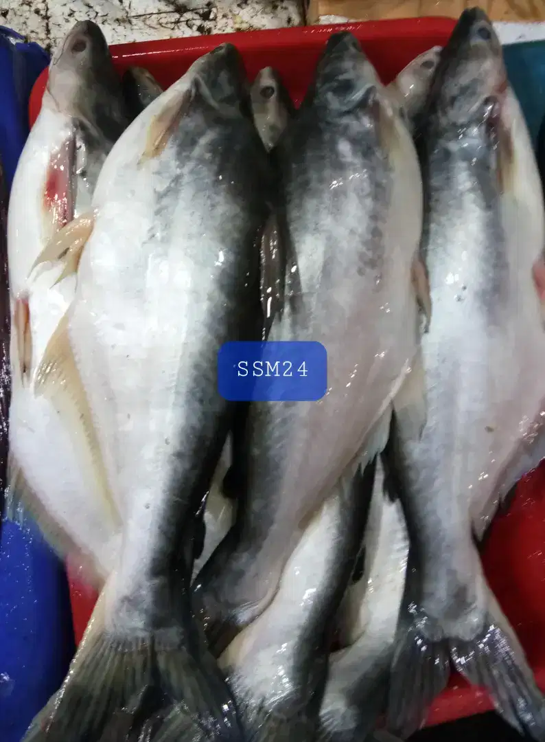 Terlaris Ikan Patin Konsumsi Bisa Dikirim Indonesia