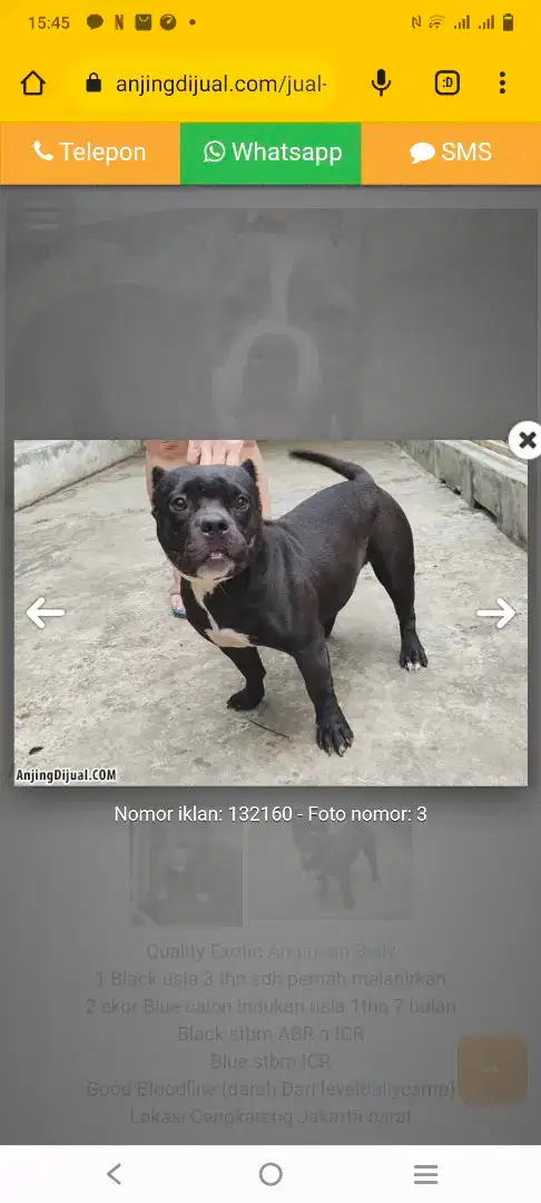 American Bully Indukan