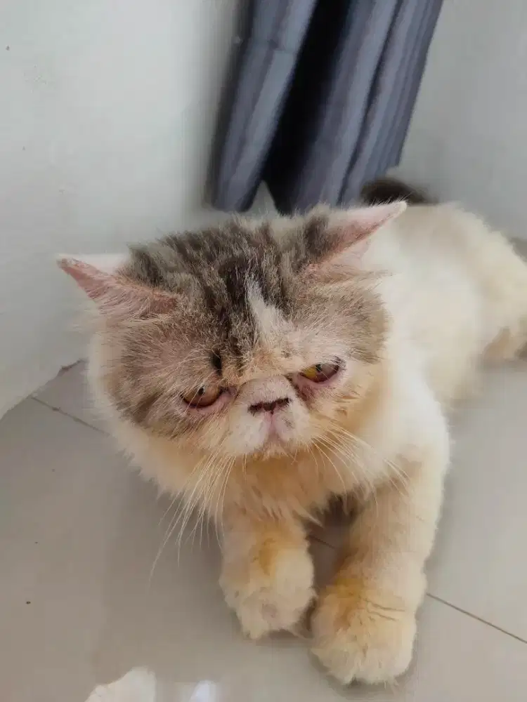 Kucing peaknose exo jasa pacak