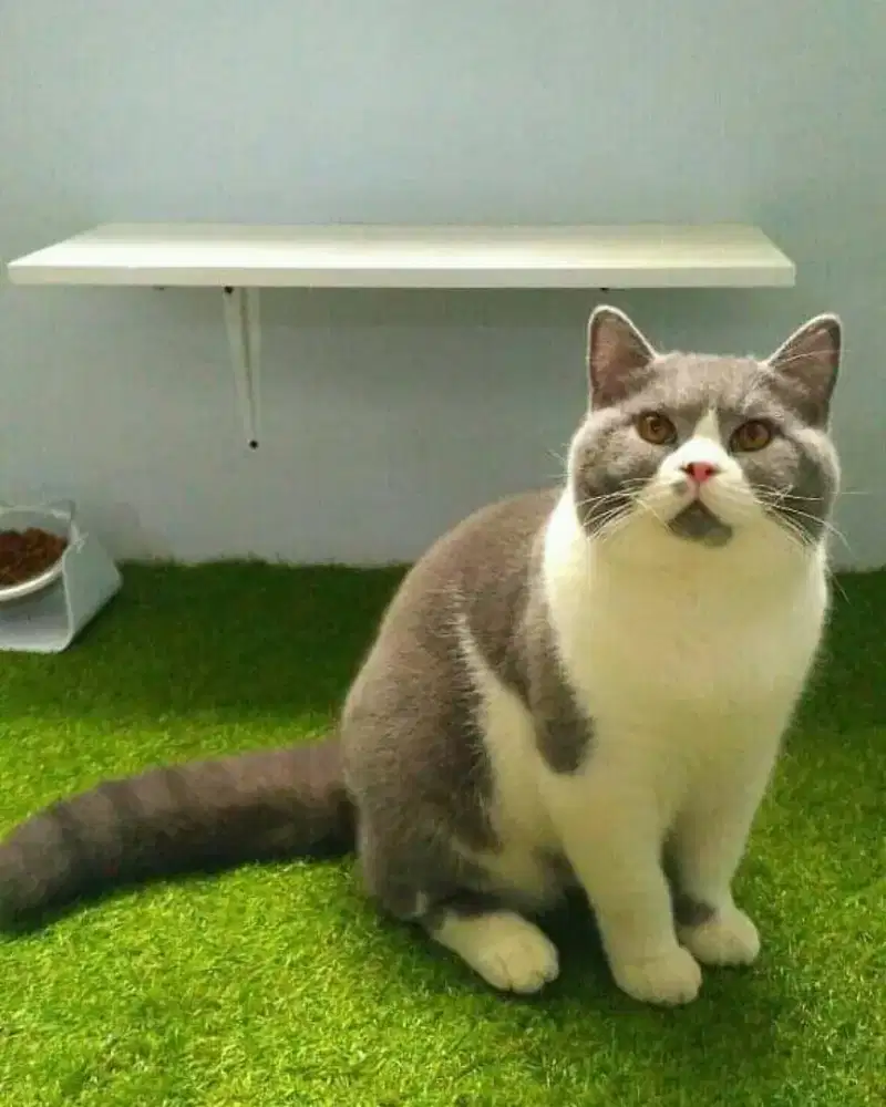 Grooming kucing panggilan