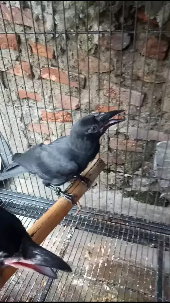 G ag ak hutan engkak