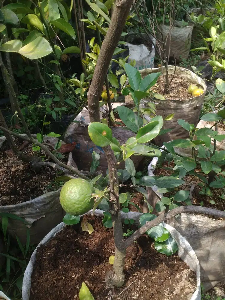 Grosir aneka bibit buah sudah berbuah