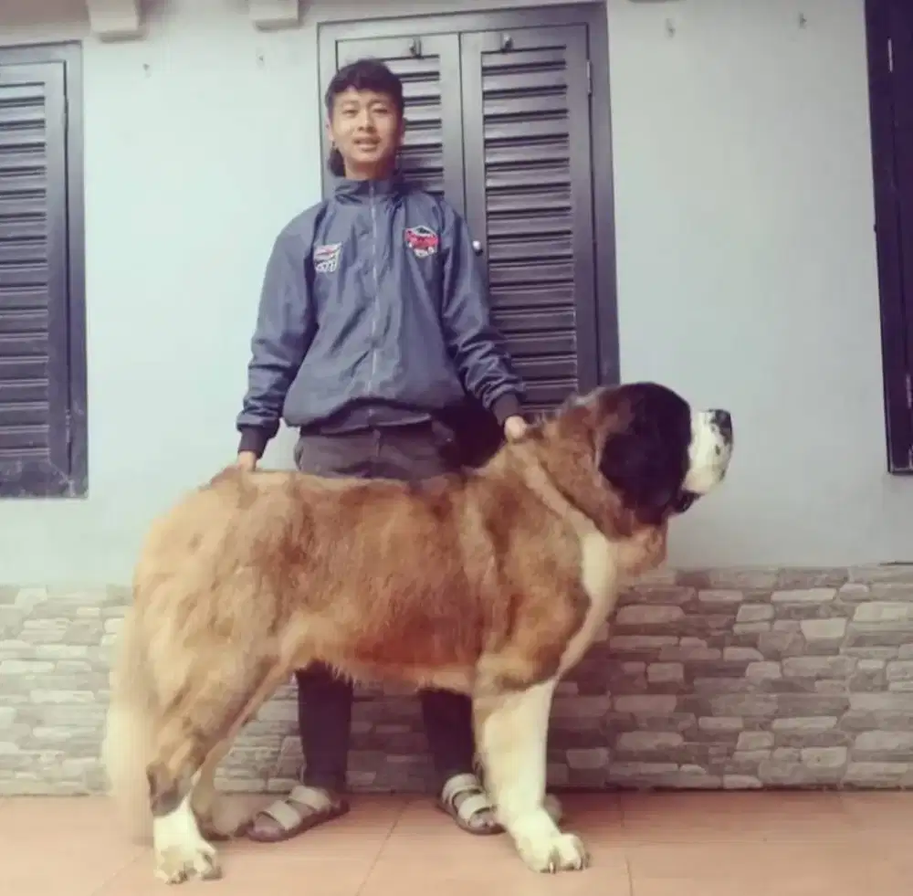 Mencari lowongan pekerjaan sebagai kennel boy