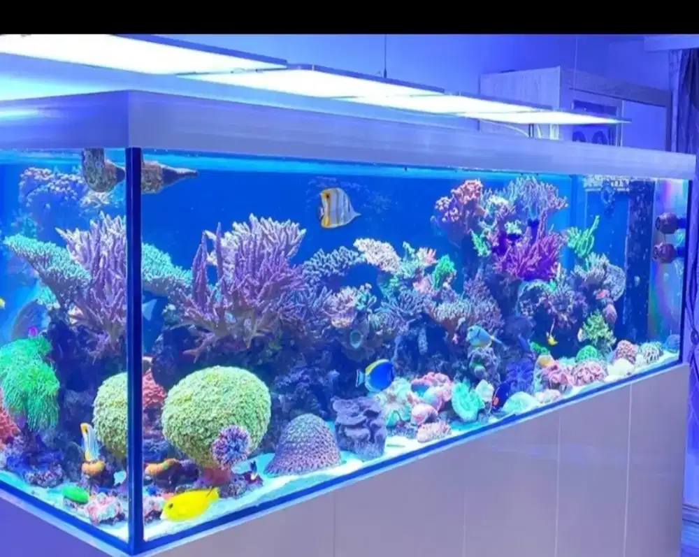 Aquareef Laut Fullset Sesuai Keinginan Anda