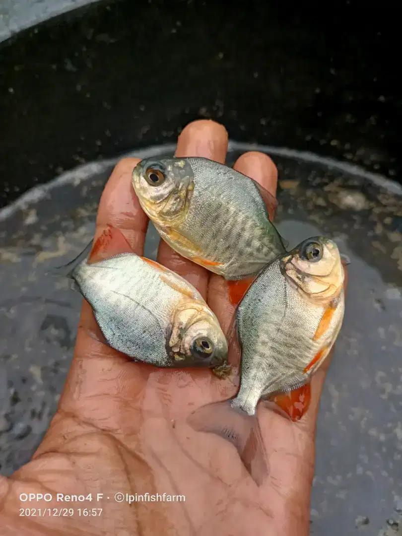 Bibit ikan bawal