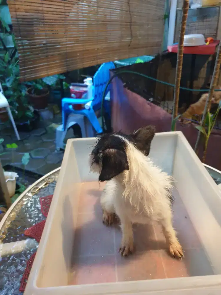 Beli 2 GRATIS 1 ekor fs dog body kecil