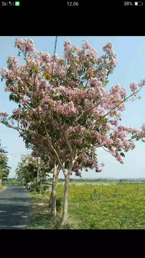 Rosea dan pule .petani pohon pelindung