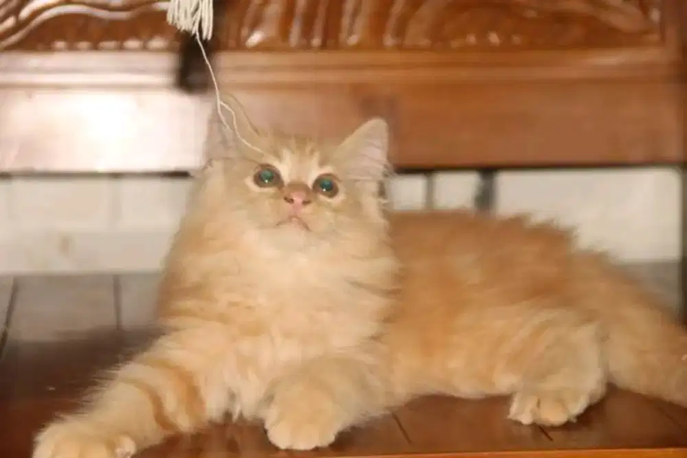 Grooming panggilan termurah_JURAGAN GROOMING