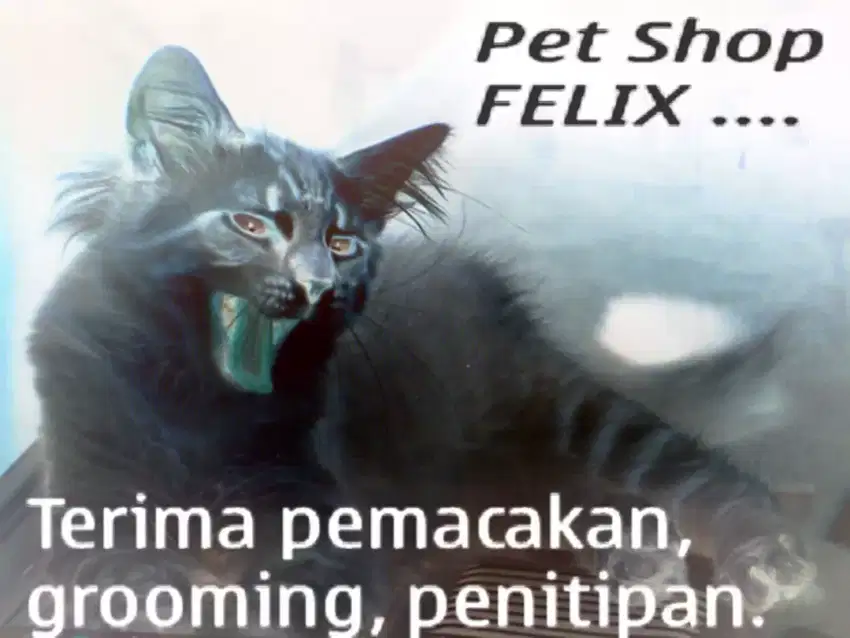 Pemacakan Kucing PERSIA PEACNOSE di Pet Shop Felix PURWOREJO.