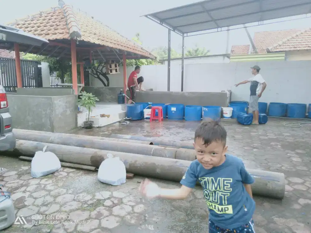 Bibit Gurame,Nila (Hitam/merah), Patin, Tombro