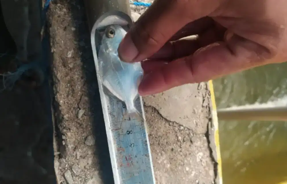 Bawal bintang size 6-7cm