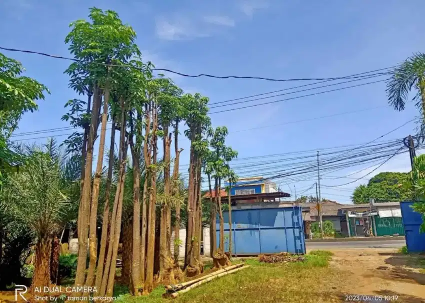 Pohon pule tunggal tinggi 4-5 metee