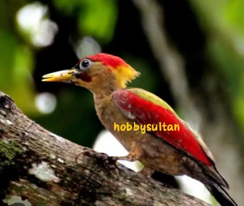 Burung pelatuk sayap merah Kundang mewah