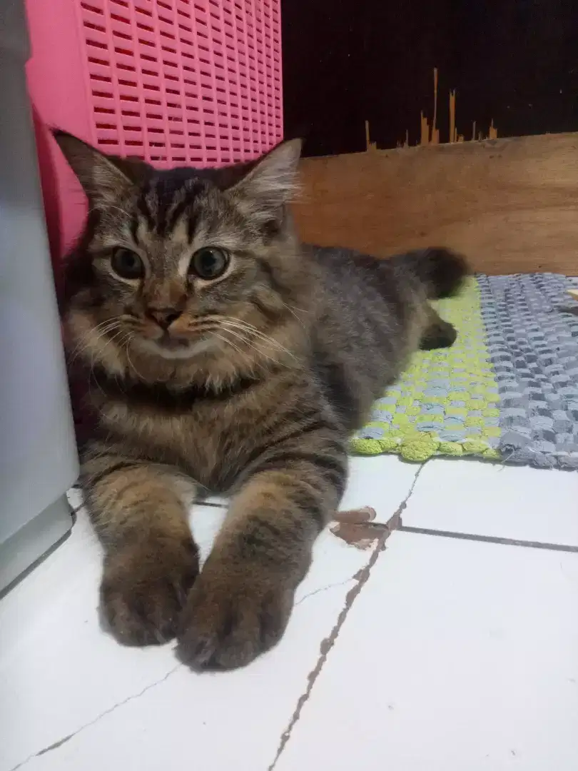 Pacak kawin kucing