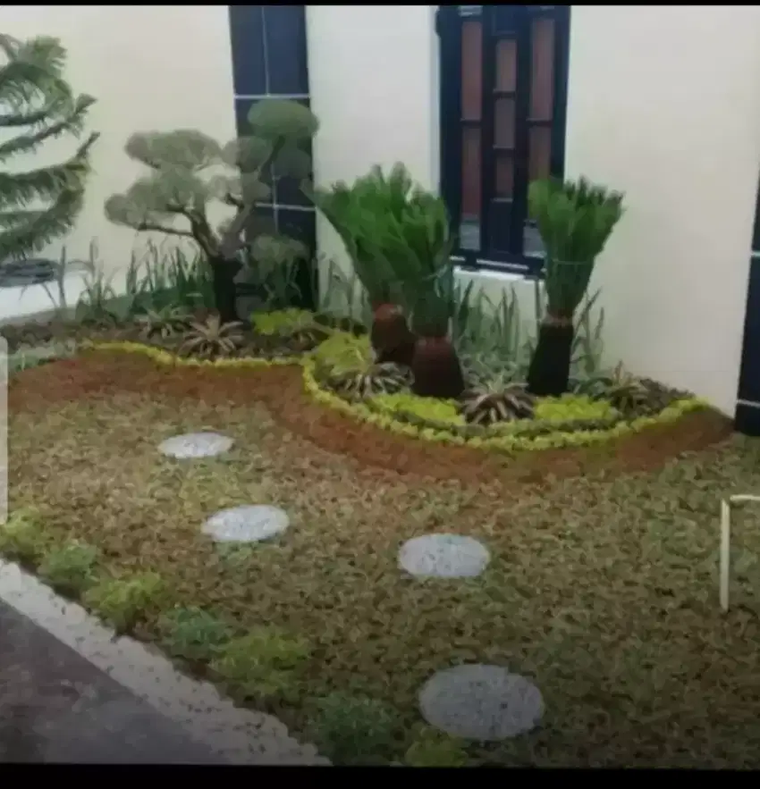 Jual pohon Asoka bikin taman