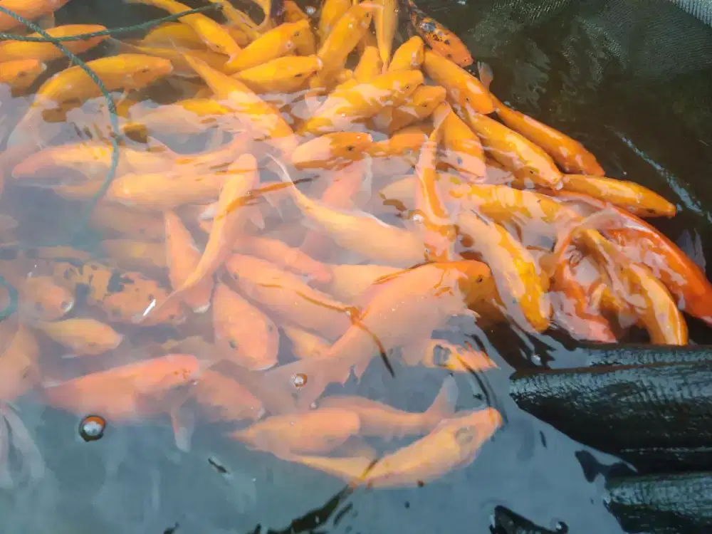 Ikan Mas WARNA MERAH, KUNING, OREN