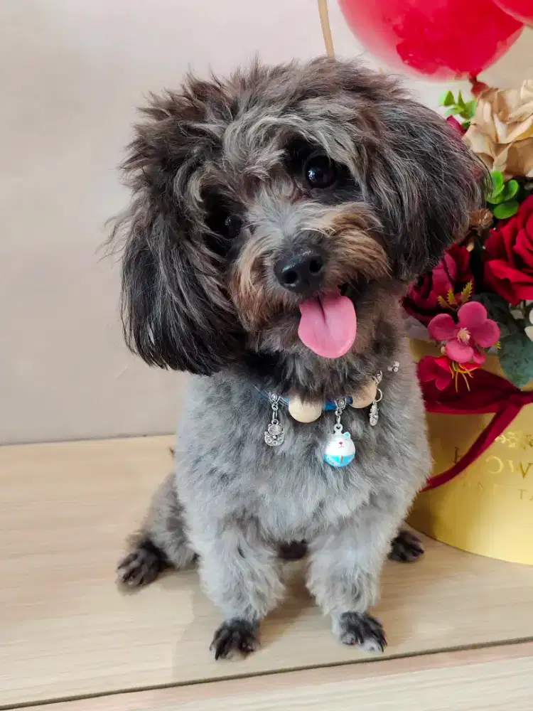 Silver shihpoo poodle shihtzu kecil sizenya