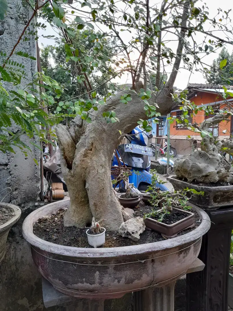 Bahan bonsai Serut jumbo murah subur