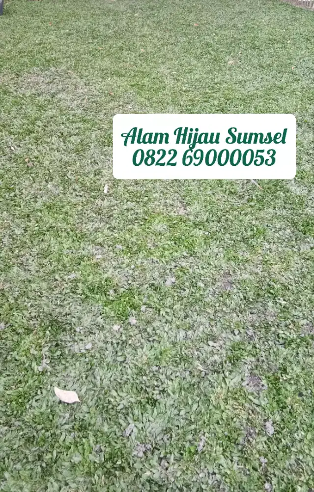 Rumput Gajah Mini & Varigata