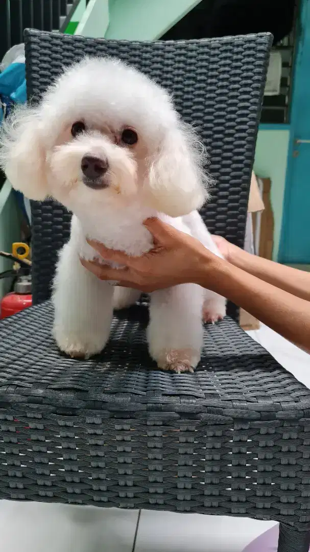 TINY WHITE MALE POODLE (PEJANTAN)